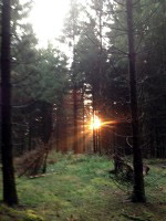 Sonnenuntergang im Wald