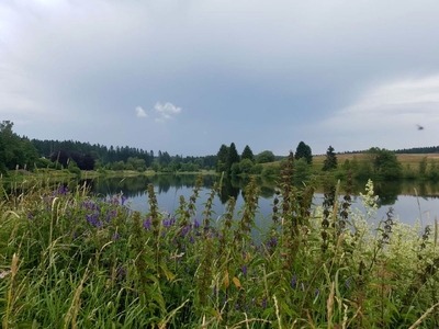 Teich in Buntenbock